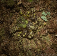 Stephanopis carcinoides