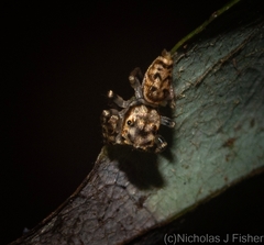 Opisthoncus barbipalpis