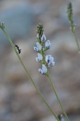 Oxytropis merkensis