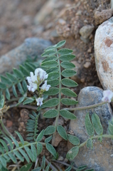 Oxytropis merkensis