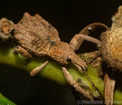 Leptopius tetraphysodes