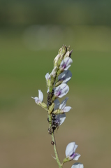 Oxytropis merkensis