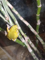 Hyperolius kivuensis