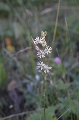Silene graminifolia