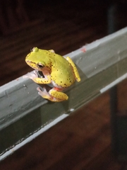 Hyperolius kivuensis