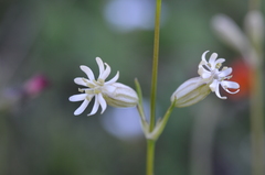 Silene graminifolia