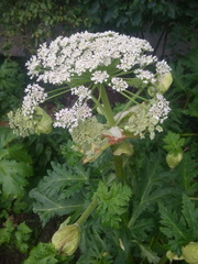 Heracleum sosnowskyi