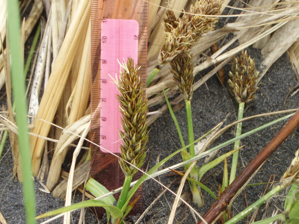 Japanese Sedge (Invasive Exotic Plants of North Carolina) · iNaturalist