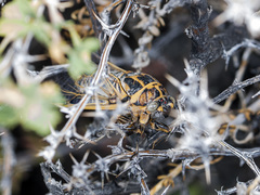Cicadatra querula