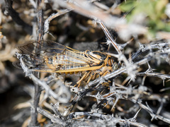 Cicadatra querula