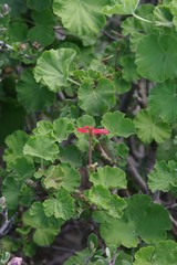 Pelargonium inquinans