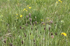 Alopecurus brachystachyus