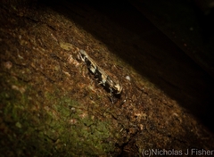 Limnaecia leptomeris