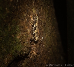 Limnaecia leptomeris