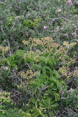 Cyphostemma quinatum