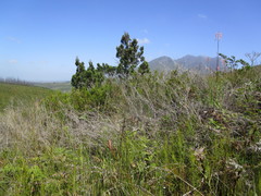 Widdringtonia nodiflora