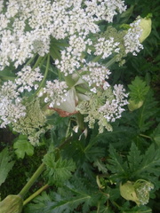 Heracleum sosnowskyi