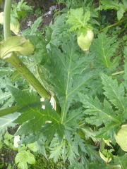 Heracleum sosnowskyi