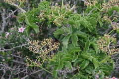 Cyphostemma quinatum