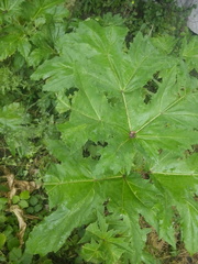 Heracleum sosnowskyi