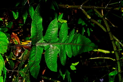 Stegnogramma wilfordii