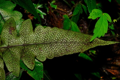 Stegnogramma wilfordii