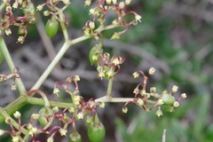 Cyphostemma quinatum