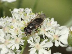 Cheilosia soror