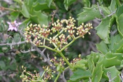 Cyphostemma quinatum