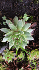 Sempervivum tectorum