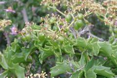 Cyphostemma quinatum