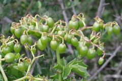 Cyphostemma quinatum