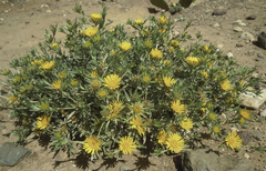 Asteriscus graveolens