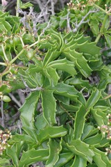 Cyphostemma quinatum