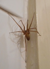Loxosceles rufescens