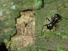 Pheidole foreli