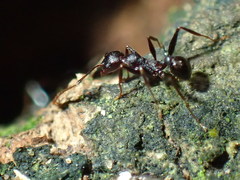 Pheidole foreli