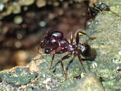 Pheidole foreli