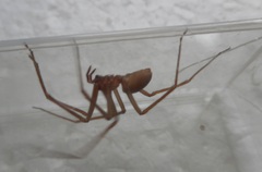 Loxosceles rufescens