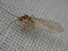 Stenopsocus