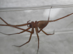 Loxosceles rufescens