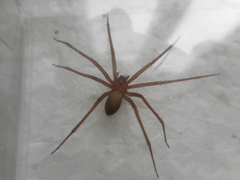 Loxosceles rufescens