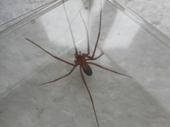 Loxosceles rufescens