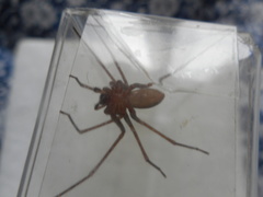 Loxosceles rufescens