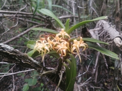 Cyrtorchis arcuata arcuata