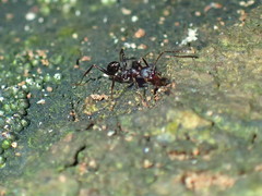 Pheidole foreli
