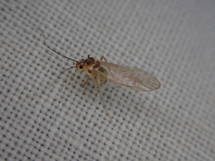 Stenopsocus
