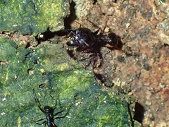 Pheidole foreli