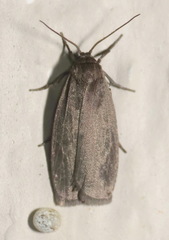Crambidia uniformis