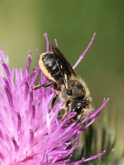 Osmia leaiana